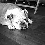 Dog, Carnivore, Bulldog, Dog breed, Style, Black-and-white, Fawn, Companion dog, Wood, Comfort, Black & White, Snout, Monochrome, Toy Dog, Wrinkle, Hardwood, Whiskers