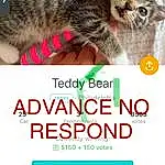 Cat, Felidae, Carnivore, Font, Whiskers, Small To Medium-sized Cats, Poster, Pet Supply, Cat Supply, Snout, Photo Caption, Screenshot, Furry friends, Event, Advertising, Domestic Short-haired Cat, Terrestrial Animal, Paw, Graphics, Logo