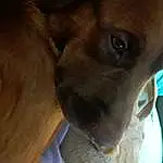 Dog, Carnivore, Jaw, Dog breed, Fawn, Whiskers, Liver, Companion dog, Working Animal, Snout, Canidae, Terrestrial Animal, Guard Dog, Furry friends, Wrinkle, Selfie, Non-sporting Group