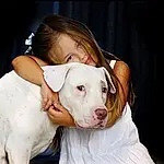 Dog breed, Dog, American Pit Bull Terrier, Snout, American Bulldog, Pit Bull, Dogo Guatemalteco, Ear, Dogo Argentino, Cordoba Fighting Dog