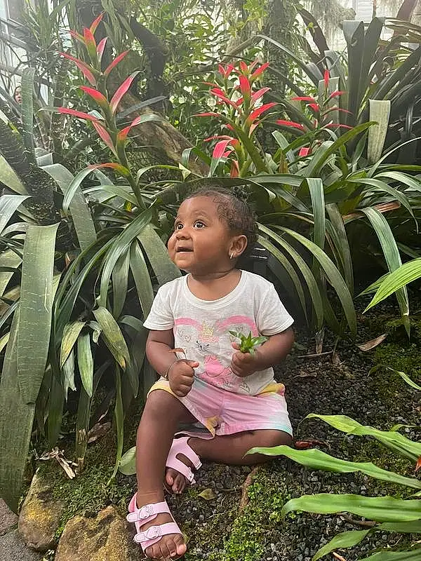 Plant, Green, Leaf, Nature, Botany, Terrestrial Plant, Grass, Vegetation, Flower, Leisure, Arecales, Woody Plant, Baby & Toddler Clothing, Morning, Adaptation, Toddler, Summer, Houseplant, Tree, Tints And Shades, Person