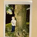 Plant, Rectangle, Wood, People In Nature, Tree, Art, Wall, Grass, Adaptation, Font, Landscape, Trunk, Room, Visual Arts, Natural Landscape, Stock Photography, Leisure, Painting, Photographic Paper, Paper, Person, Joy