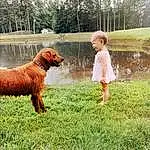 Water, Dog, Plant, Carnivore, Dog breed, People In Nature, Happy, Gesture, Tree, Grass, Lake, Fawn, Working Animal, Companion dog, Sky, Gun Dog, Fun, Liver, Leisure, Person