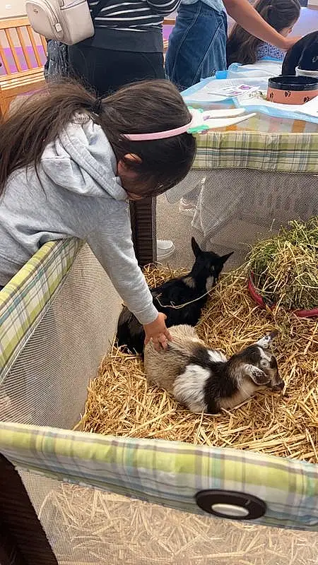 Rabbit, Working Animal, Livestock, Hat, Animal Shelter, Baseball Cap, Hay, Rabbits And Hares, Soil, Pet rabbit, Poultry, Furry friends, Grass, Cage, Straw, Wildlife Biologist, Flightless Bird, Goats, Agriculture, Person